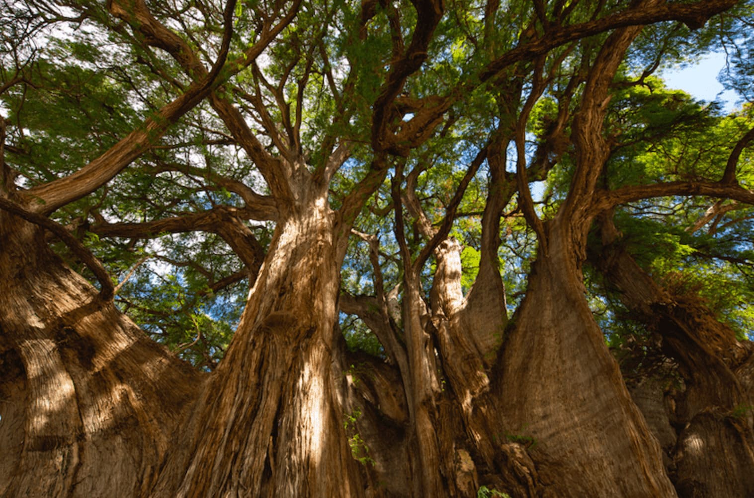 Rain Bird presenta el documental Tree Stories: un recorrido por los árboles más emblemáticos de México