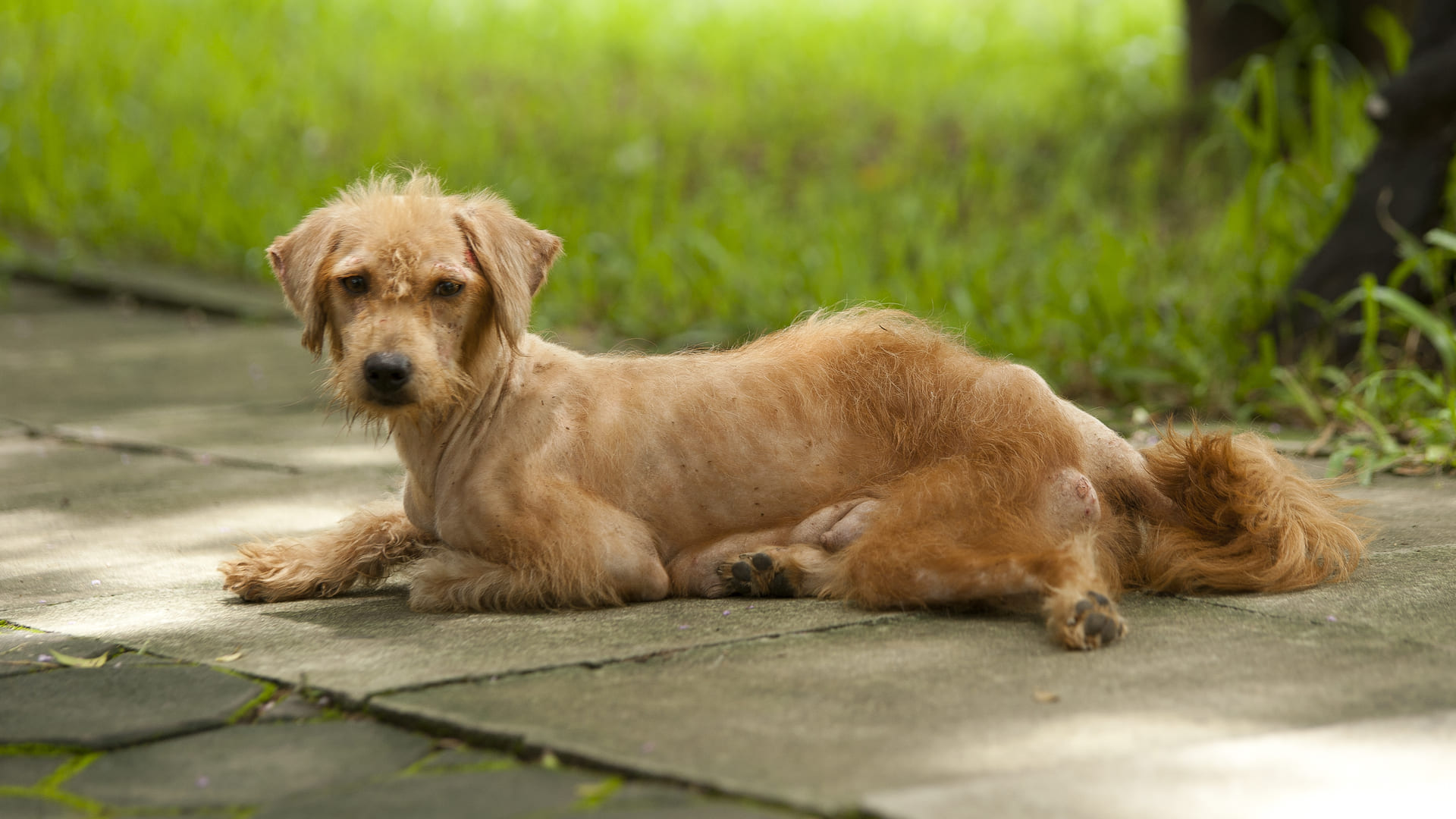 ¿”Firulais” o “Free of Lice”? Desentrañando el Curioso Origen del Apodo Canino