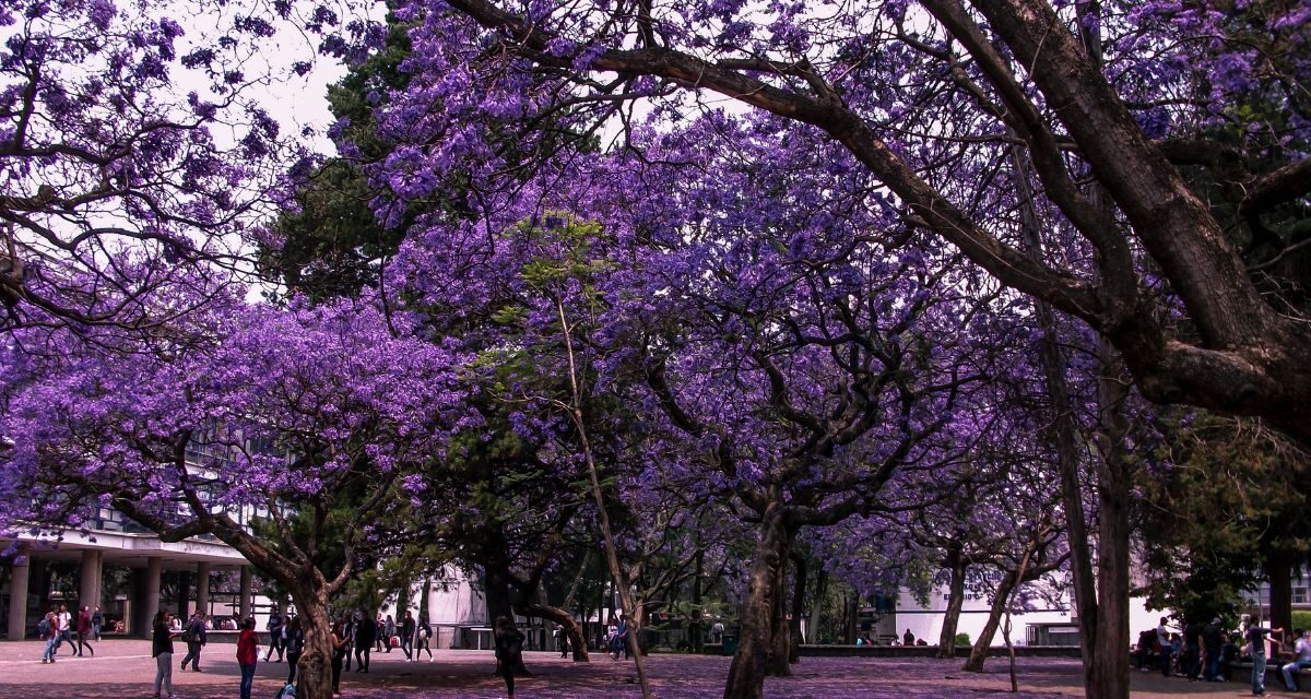 La ciudad se tiñe de violeta: dónde admirar las jacarandas en la CDMX este marzo