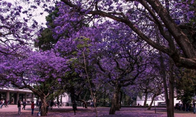 La ciudad se tiñe de violeta: dónde admirar las jacarandas en la CDMX este marzo