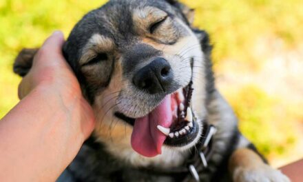 Día Mundial del Perro: una celebración al mejor amigo del ser humano