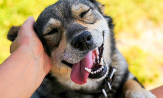 Día Mundial del Perro: una celebración al mejor amigo del ser humano