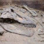 Descubren en Argentina un dinosaurio con garras descomunales: “Joaquinraptor casali”
