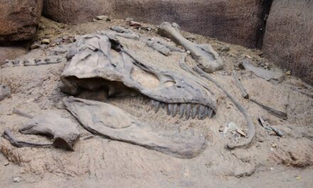 Descubren en Argentina un dinosaurio con garras descomunales: “Joaquinraptor casali”