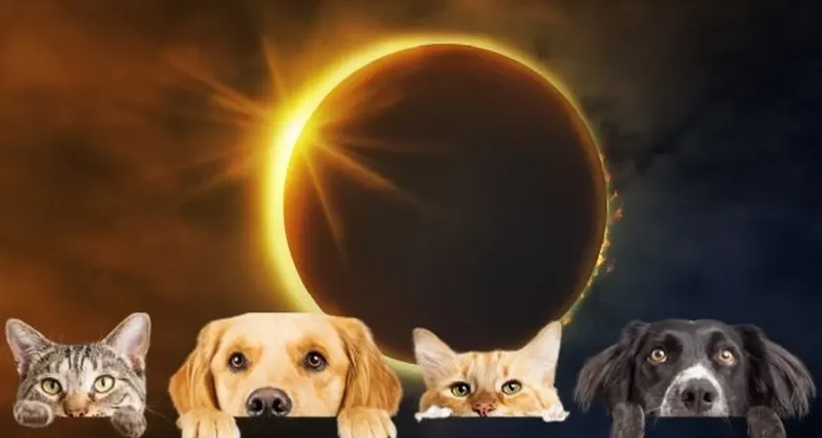 Eclipse solar parcial: así reaccionan los animales ante este fenómeno