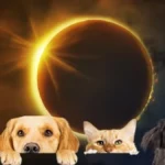 Eclipse solar parcial: así reaccionan los animales ante este fenómeno