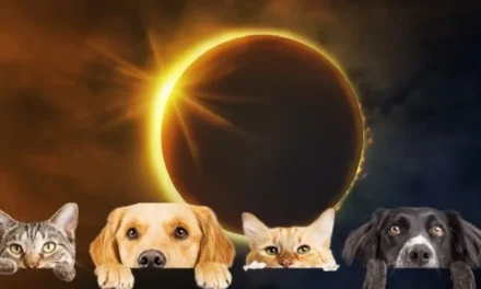 Eclipse solar parcial: así reaccionan los animales ante este fenómeno
